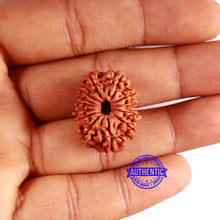 Load image into Gallery viewer, 13 Mukhi Nepalese Rudraksha - Bead No. 364