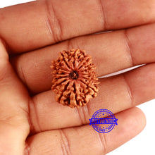 Load image into Gallery viewer, 13 Mukhi Nepalese Rudraksha - Bead No. 365