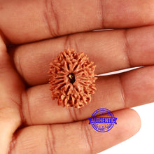 Load image into Gallery viewer, 13 Mukhi Nepalese Rudraksha - Bead No. 367