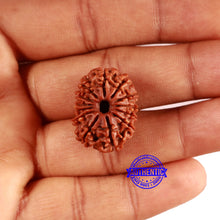 Load image into Gallery viewer, 13 Mukhi Nepalese Rudraksha - Bead No. 368
