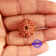 Load image into Gallery viewer, 13 Mukhi Nepalese Rudraksha - Bead No. 373