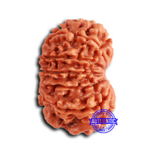 Load image into Gallery viewer, 13 Mukhi Nepalese Rudraksha - Bead No. 363