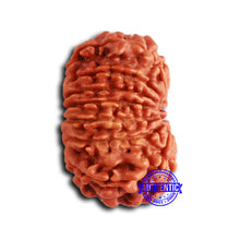 Load image into Gallery viewer, 13 Mukhi Nepalese Rudraksha - Bead No. 364
