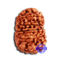 Load image into Gallery viewer, 13 Mukhi Nepalese Rudraksha - Bead No. 365
