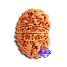 Load image into Gallery viewer, 13 Mukhi Nepalese Rudraksha - Bead No. 366