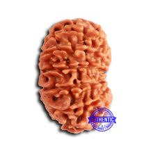 Load image into Gallery viewer, 13 Mukhi Nepalese Rudraksha - Bead No. 369