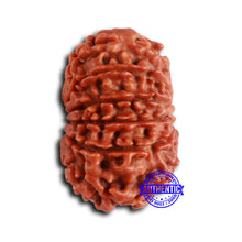Load image into Gallery viewer, 13 Mukhi Nepalese Rudraksha - Bead No. 368