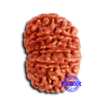 Load image into Gallery viewer, 13 Mukhi Nepalese Rudraksha - Bead No. 370