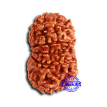 Load image into Gallery viewer, 13 Mukhi Nepalese Rudraksha - Bead No. 371