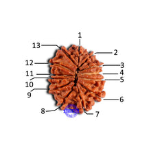 Load image into Gallery viewer, 13 Mukhi Nepalese Rudraksha - Bead No. 376