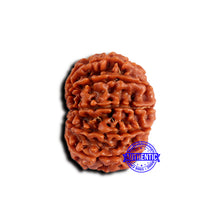 Load image into Gallery viewer, 13 Mukhi Nepalese Rudraksha - Bead No. 377