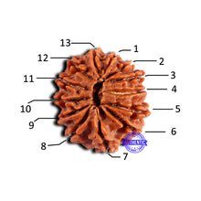Load image into Gallery viewer, 13 Mukhi Nepalese Rudraksha - Bead No. 378