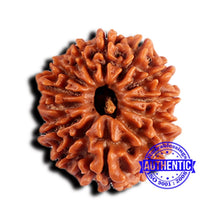 Load image into Gallery viewer, 13 Mukhi Nepalese Rudraksha - Bead No. 378