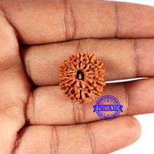 Load image into Gallery viewer, 13 Mukhi Nepalese Rudraksha - Bead No. 378