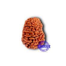 Load image into Gallery viewer, 13 Mukhi Nepalese Rudraksha - Bead No. 378