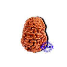 Load image into Gallery viewer, 13 Mukhi Nepalese Rudraksha - Bead No. 378