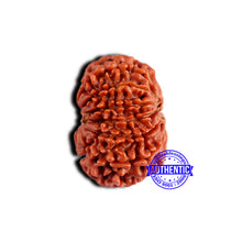 Load image into Gallery viewer, 13 Mukhi Nepalese Rudraksha - Bead No. 379