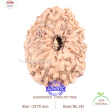 Load image into Gallery viewer, 14 mukhi Indonesian Rudraksha - Bead No. 141