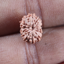 Load image into Gallery viewer, 14 mukhi Indonesian Rudraksha - Bead No.411