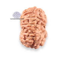 Load image into Gallery viewer, 14 mukhi Indonesian Rudraksha - Bead No.411