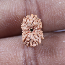 Load image into Gallery viewer, 14 mukhi Indonesian Rudraksha - Bead No.412