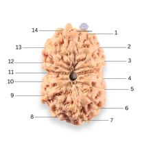 Load image into Gallery viewer, 14 mukhi Indonesian Rudraksha - Bead No.412
