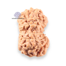 Load image into Gallery viewer, 14 mukhi Indonesian Rudraksha - Bead No.412
