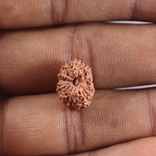 Load image into Gallery viewer, 14 mukhi Indonesian Rudraksha - Bead No.414