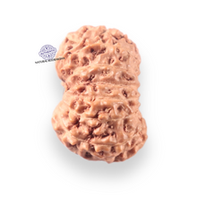 Load image into Gallery viewer, 14 mukhi Indonesian Rudraksha - Bead No.414