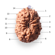 Load image into Gallery viewer, 14 mukhi Indonesian Rudraksha - Bead No.414