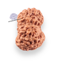 Load image into Gallery viewer, 14 mukhi Indonesian Rudraksha - Bead No.414