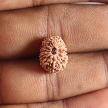 Load image into Gallery viewer, 14 mukhi Indonesian Rudraksha - Bead No.415