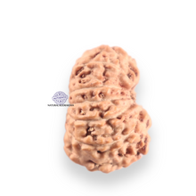 Load image into Gallery viewer, 14 mukhi Indonesian Rudraksha - Bead No.415