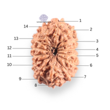 Load image into Gallery viewer, 14 mukhi Indonesian Rudraksha - Bead No. 418