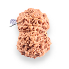 Load image into Gallery viewer, 14 mukhi Indonesian Rudraksha - Bead No. 418