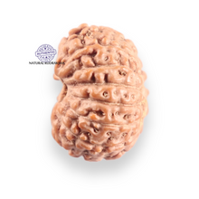 Load image into Gallery viewer, 14 mukhi Indonesian Rudraksha - Bead No. 419