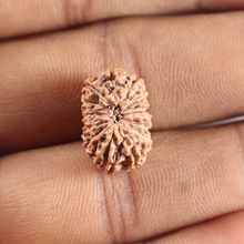 Load image into Gallery viewer, 14 mukhi Indonesian Rudraksha - Bead No. 421