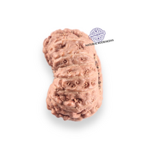Load image into Gallery viewer, 14 mukhi Indonesian Rudraksha - Bead No.422