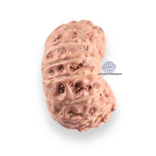 Load image into Gallery viewer, 14 mukhi Indonesian Rudraksha - Bead No.422