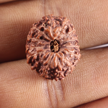 Load image into Gallery viewer, 14 mukhi Indonesian Rudraksha - Bead No.423