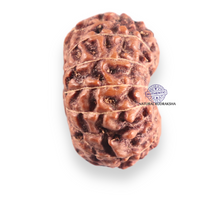 Load image into Gallery viewer, 14 mukhi Indonesian Rudraksha - Bead No.423