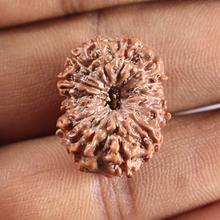 Load image into Gallery viewer, 14 mukhi Indonesian Rudraksha - Bead No.425