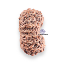 Load image into Gallery viewer, 14 mukhi Indonesian Rudraksha - Bead No.426