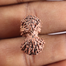 Load image into Gallery viewer, 14 mukhi Indonesian Rudraksha - Bead No.427