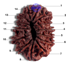 Load image into Gallery viewer, 14 Mukhi Nepalese Rudraksha - Bead No. 123