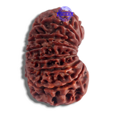 Load image into Gallery viewer, 14 Mukhi Nepalese Rudraksha - Bead No. 123
