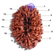 Load image into Gallery viewer, 14 Mukhi Nepalese Rudraksha - Bead No. 130
