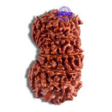 Load image into Gallery viewer, 14 Mukhi Nepalese Rudraksha - Bead No. 130
