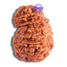 Load image into Gallery viewer, 14 Mukhi Nepalese Rudraksha - Bead No. 390