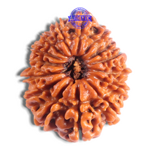 Load image into Gallery viewer, 14 Mukhi Nepalese Rudraksha - Bead No. 392